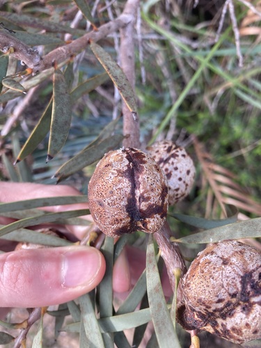 Image of Hakea incrassata by (c) Thomas Mesaglio, some rights reserved (CC BY)