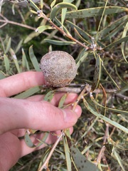 Hakea incrassata