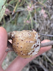 Hakea incrassata
