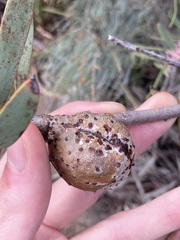 Hakea incrassata