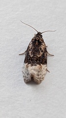 Apotomis betuletana