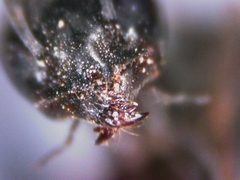 Tapinoma nigerrimum
