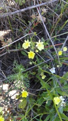Nemesia versicolor