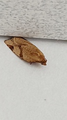 Paramesia gnomana