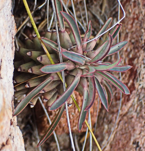 Image of Euphorbia clandestina by no rights reserved