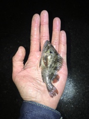 Sebastes auriculatus