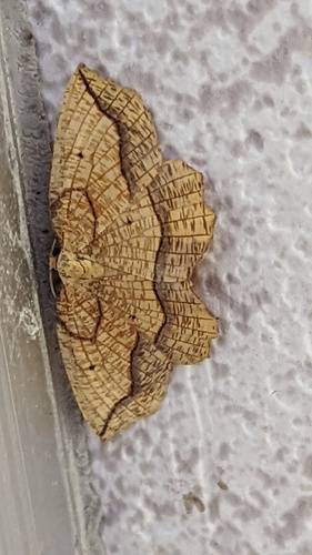 Bordered Beauty, Schiermonnikoog, Friesland, Netherlands, photo 10 of 10