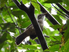 Alophoixus ochraceus