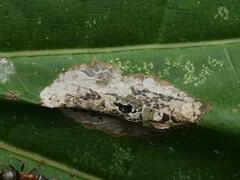 Phyllonorycter joannisi