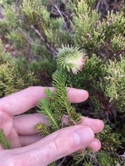 Darwinia neildiana