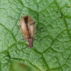 Cerogria quadrimaculata