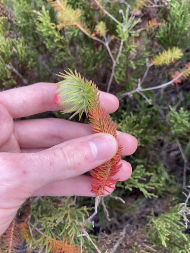 Image of Darwinia neildiana by (c) Thomas Mesaglio, some rights reserved (CC BY)