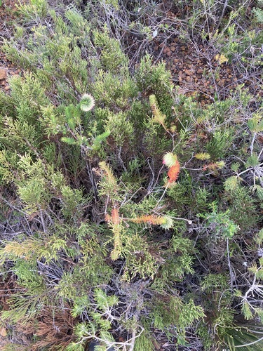 Image of Darwinia neildiana by (c) Thomas Mesaglio, some rights reserved (CC BY)