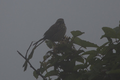 Crithagra striolata striolata