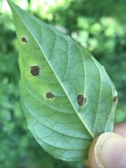 Puccinia circaeae