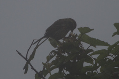 Crithagra striolata striolata