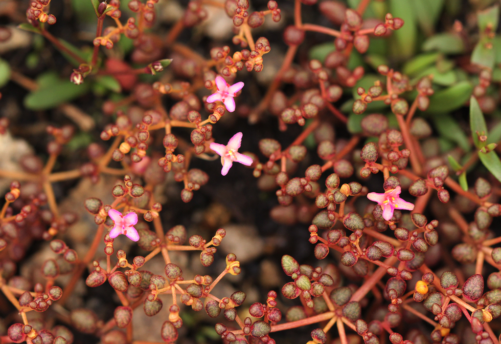 Portulaca rhodesiana