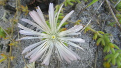 Mesembryanthemum canaliculatum