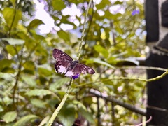 Tagiades trebellius