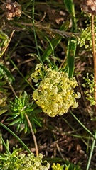 Galium × pomeranicum