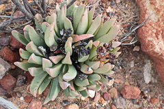 Machairophyllum