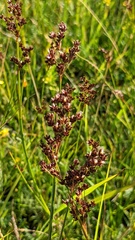 Juncus anceps