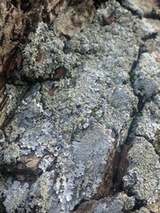 Notoparmelia erumpens