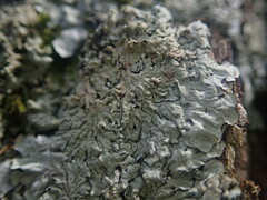 Notoparmelia erumpens