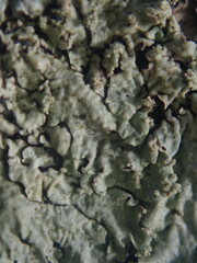 Notoparmelia erumpens