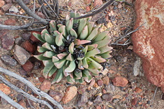 Machairophyllum