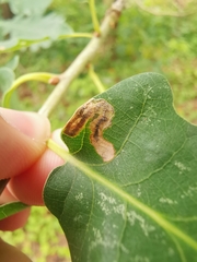 Stigmella ruficapitella
