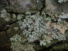 Hypotrachyna spumosa