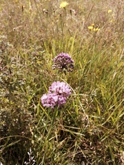 Allium angulosum
