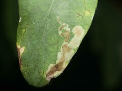 Aulagromyza hendeliana