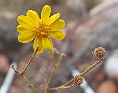 Osteospermum polygaloides polygaloides