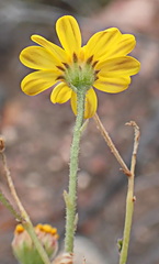 Osteospermum polygaloides polygaloides