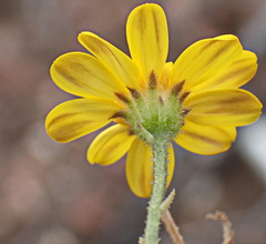 Osteospermum polygaloides polygaloides