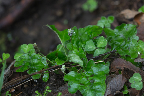 Plantago palmata image