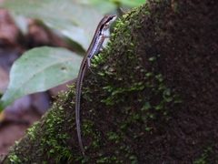 Sphenomorphus maculatus