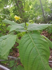 Impatiens edgeworthii