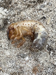Oryctes nasicornis