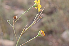 Osteospermum polygaloides polygaloides