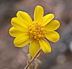 Osteospermum polygaloides polygaloides