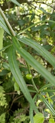 Polygonatum verticillatum