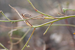 Osteospermum polygaloides polygaloides