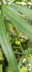 Polygonatum verticillatum
