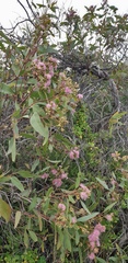 Eucalyptus albopurpurea