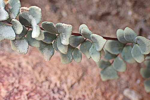 Southern Cliffbreak (Pellaea leucomelas)