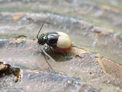 Neochya nitidissima