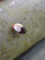 Neochya nitidissima